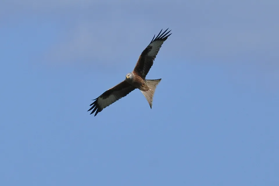 Milvus milvus