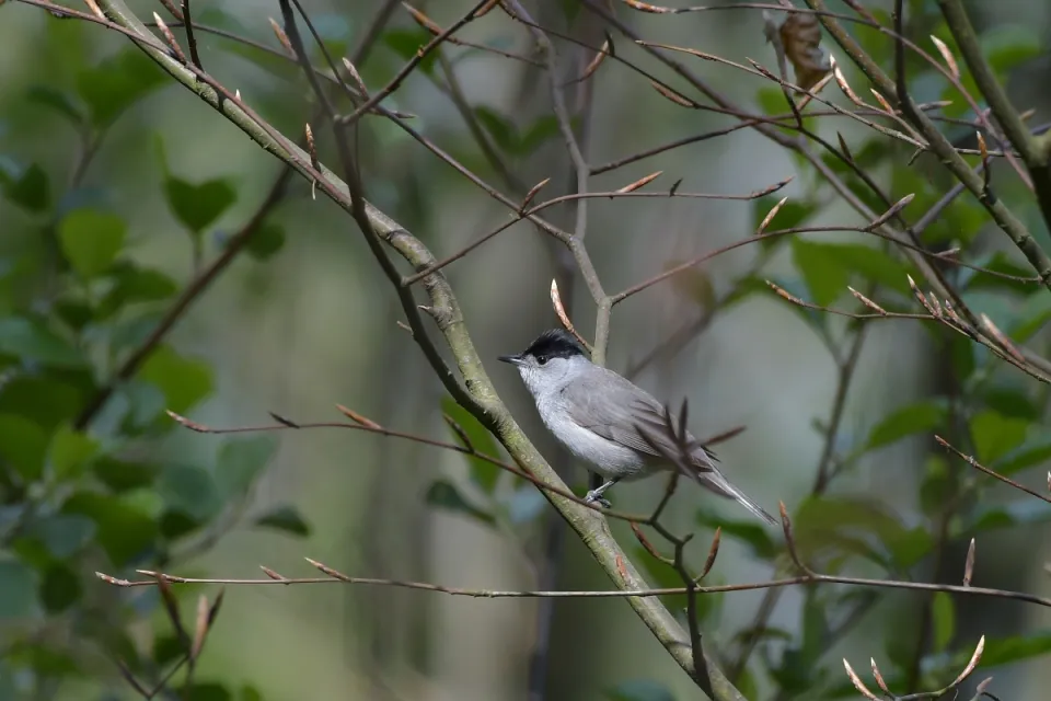 Sylvia atricapilla