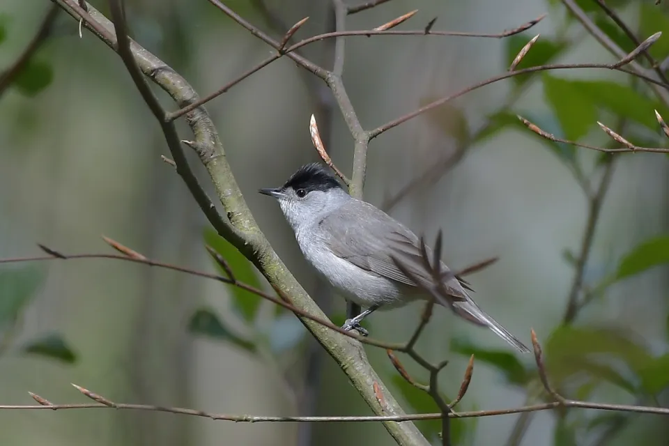 Sylvia atricapilla