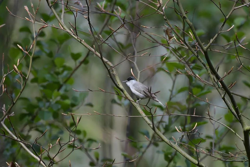 Sylvia atricapilla