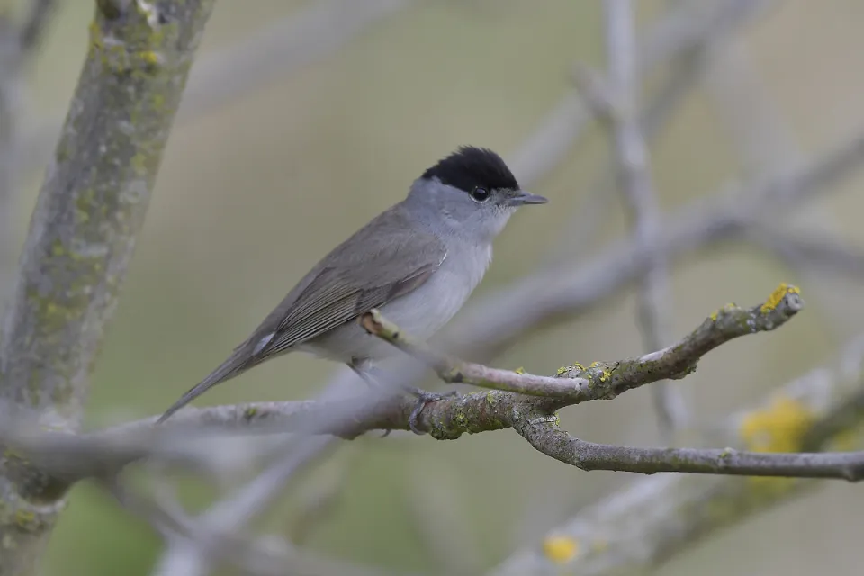 Sylvia atricapilla