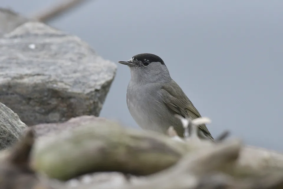 Sylvia atricapilla