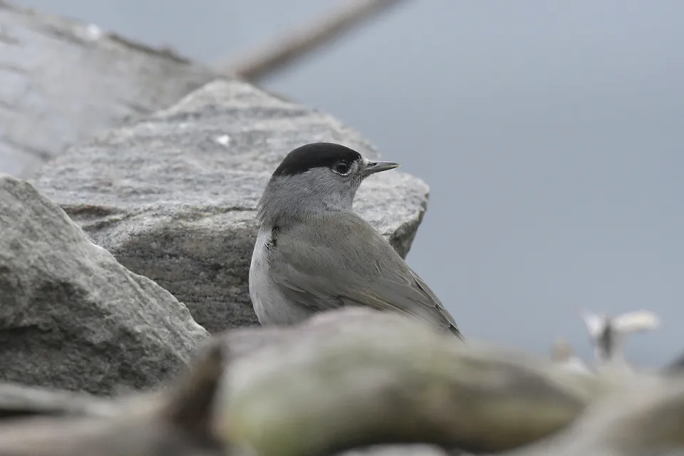 Sylvia atricapilla