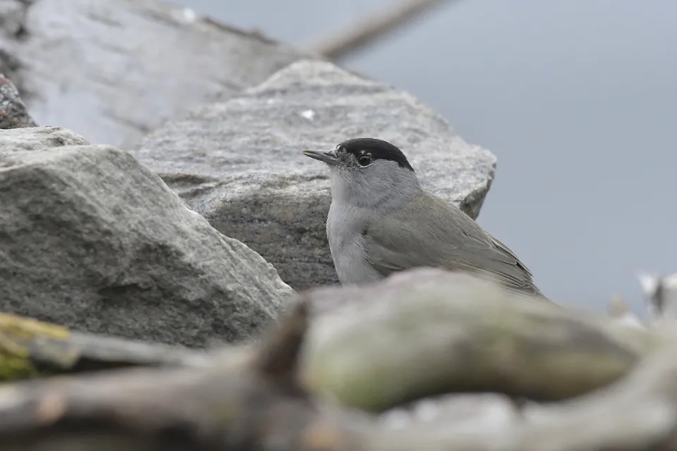 Sylvia atricapilla