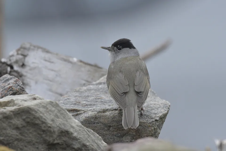 Sylvia atricapilla