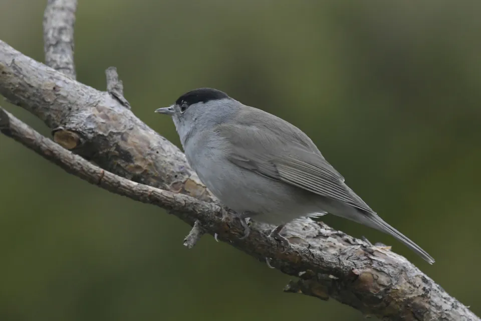 Sylvia atricapilla