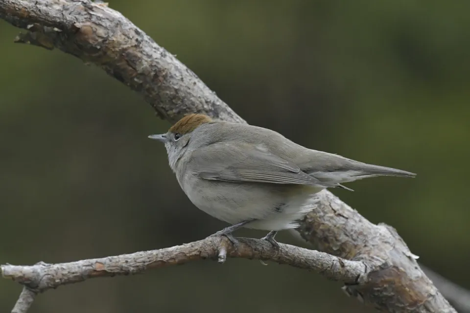 Sylvia atricapilla