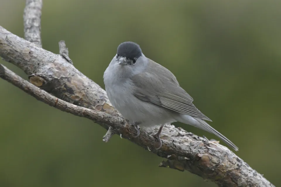 Sylvia atricapilla