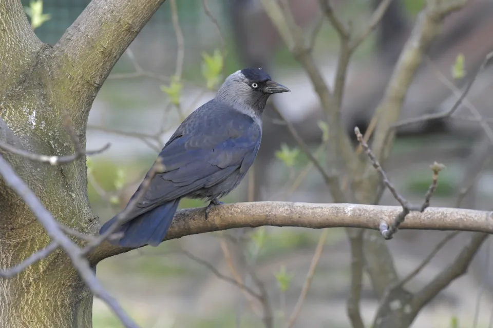 Coloeus monedula