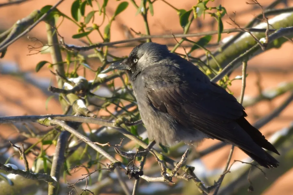 Coloeus monedula