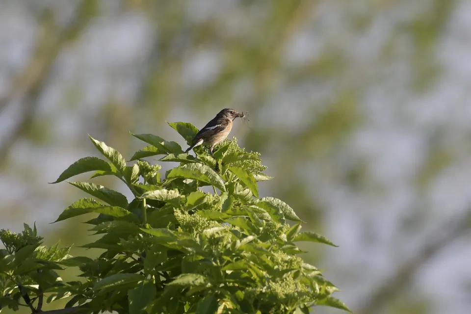 Saxicola rubicola