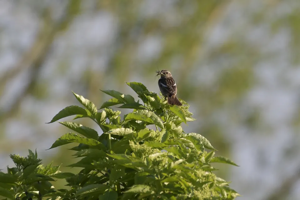 Saxicola rubicola