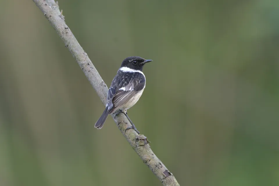 Saxicola rubicola