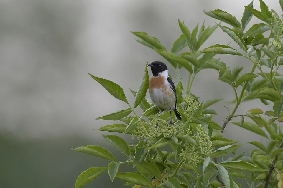 Saxicola rubicola