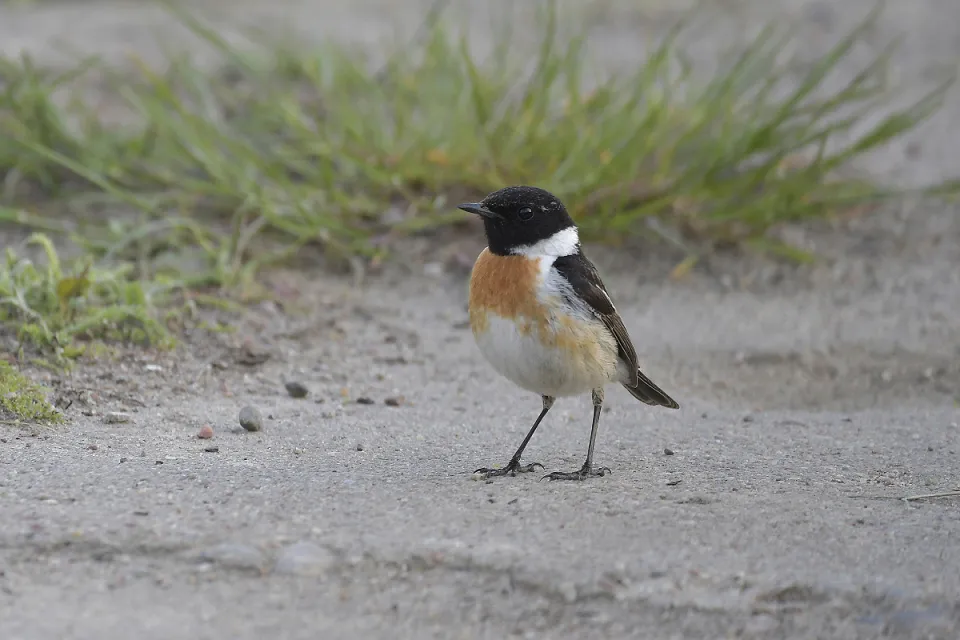 Saxicola rubicola