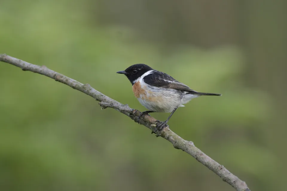 Saxicola rubicola