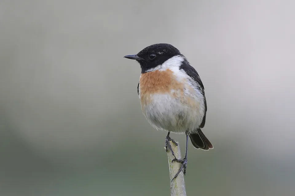 Saxicola rubicola