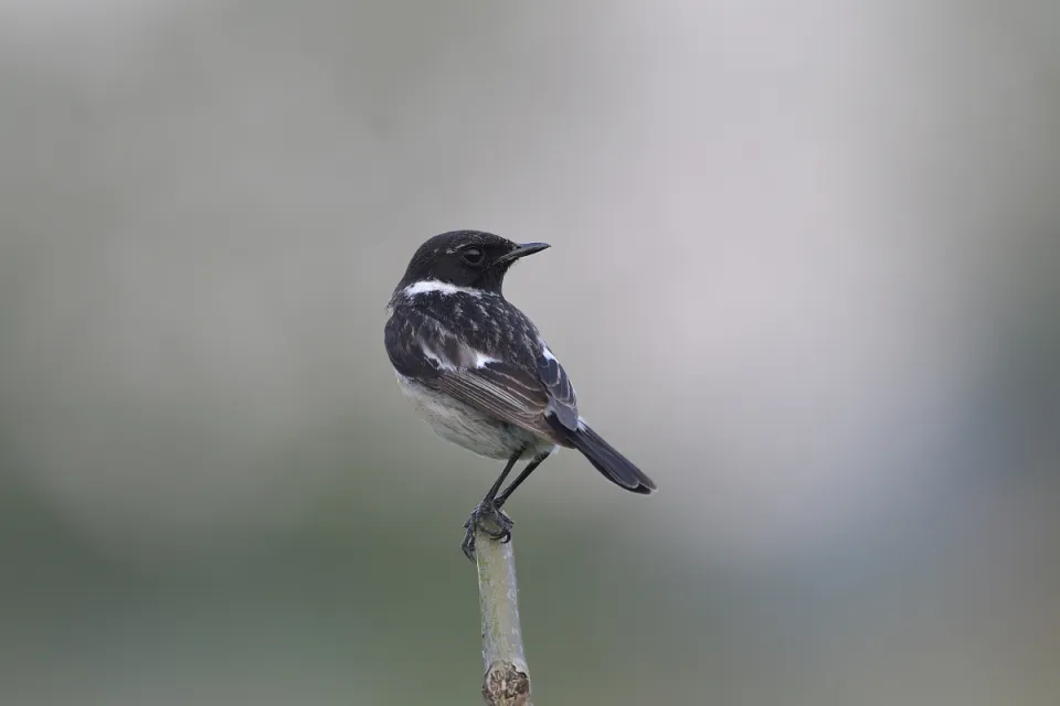 Saxicola rubicola