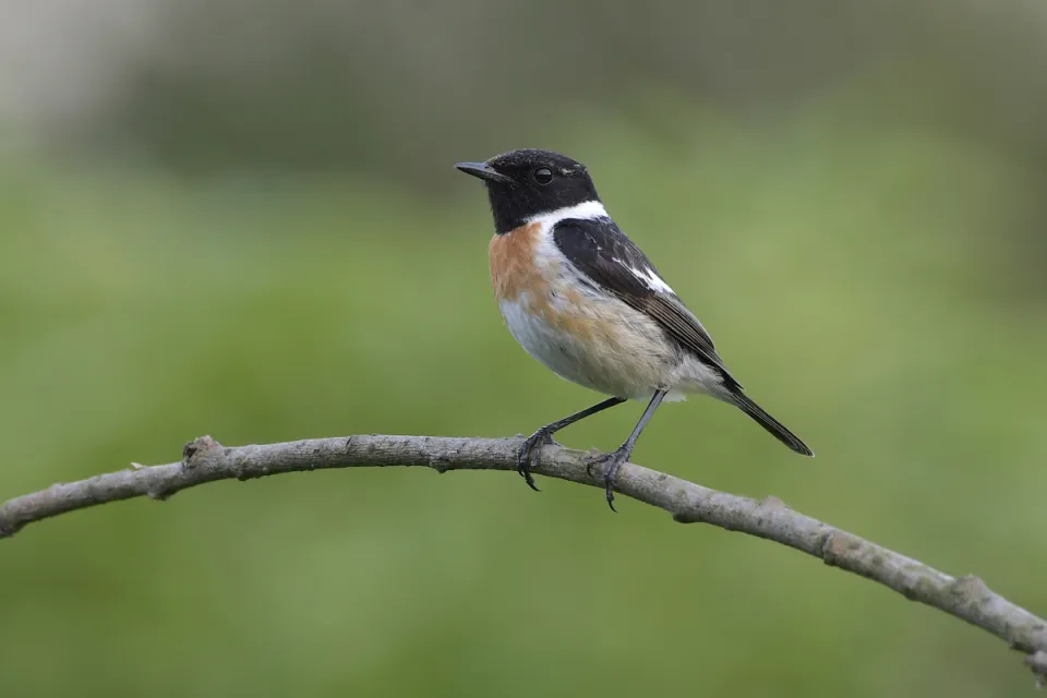 Saxicola rubicola