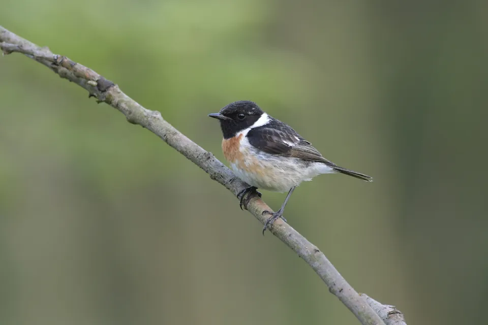 Saxicola rubicola
