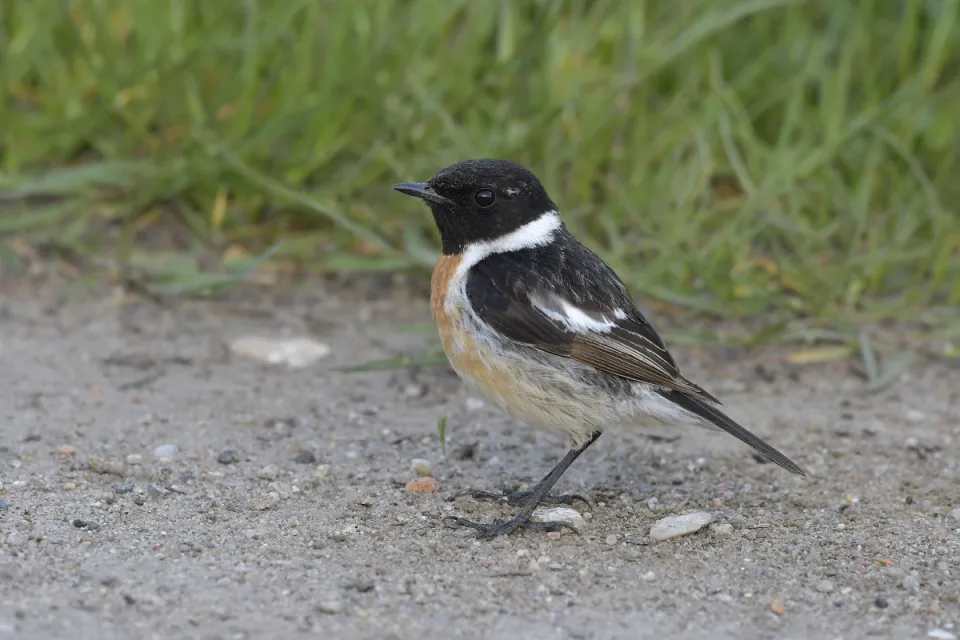 Saxicola rubicola