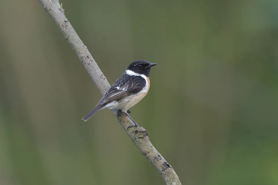 Saxicola rubicola