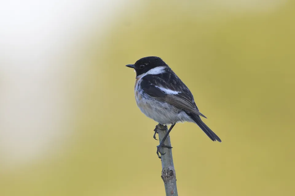 Saxicola rubicola