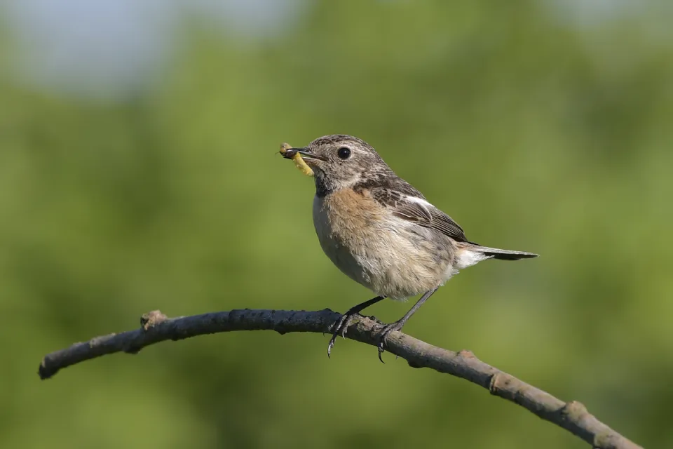 Saxicola rubicola