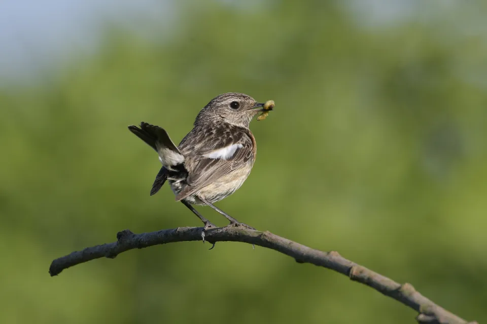 Saxicola rubicola
