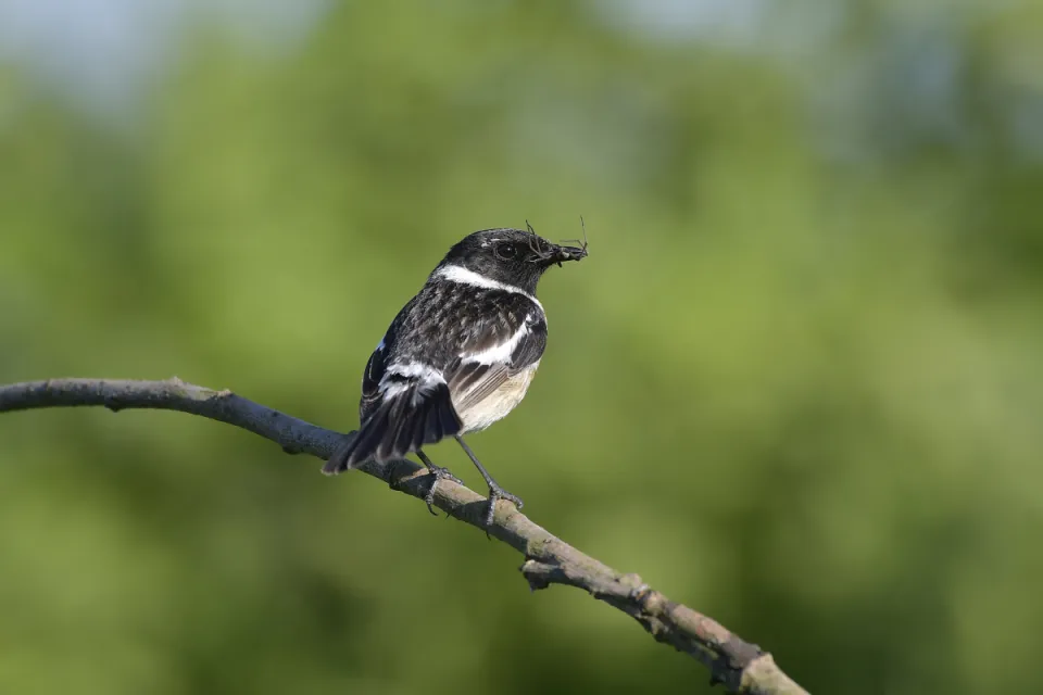 Saxicola rubicola