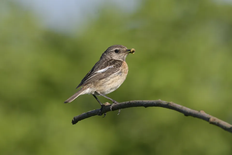 Saxicola rubicola