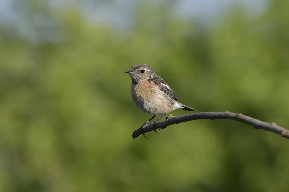 Saxicola rubicola