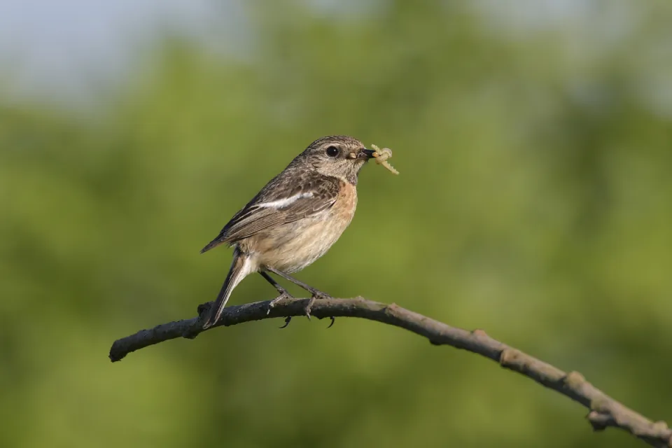 Saxicola rubicola