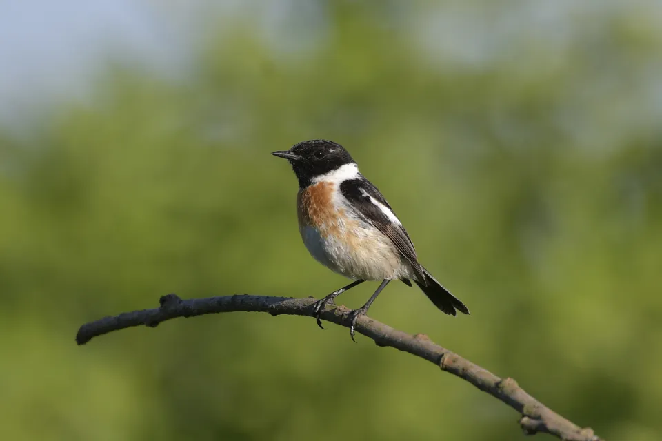 Saxicola rubicola