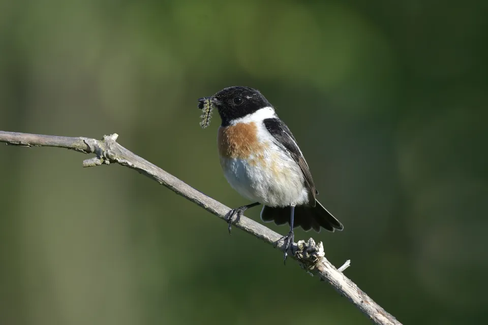 Saxicola rubicola