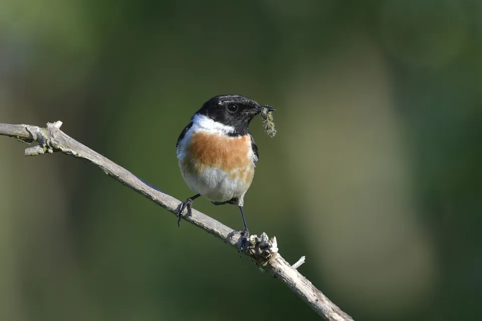 Saxicola rubicola
