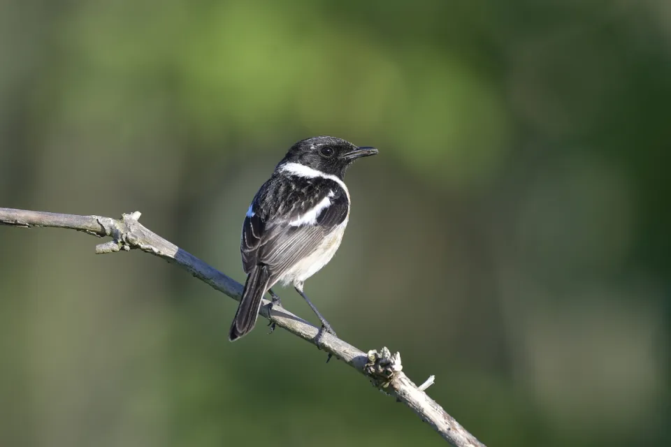 Saxicola rubicola