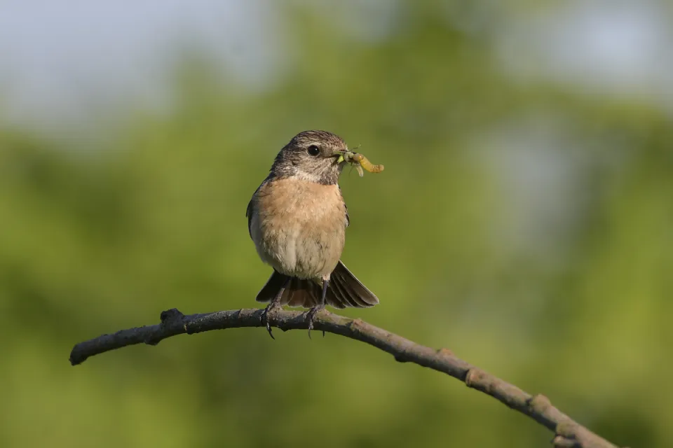 Saxicola rubicola