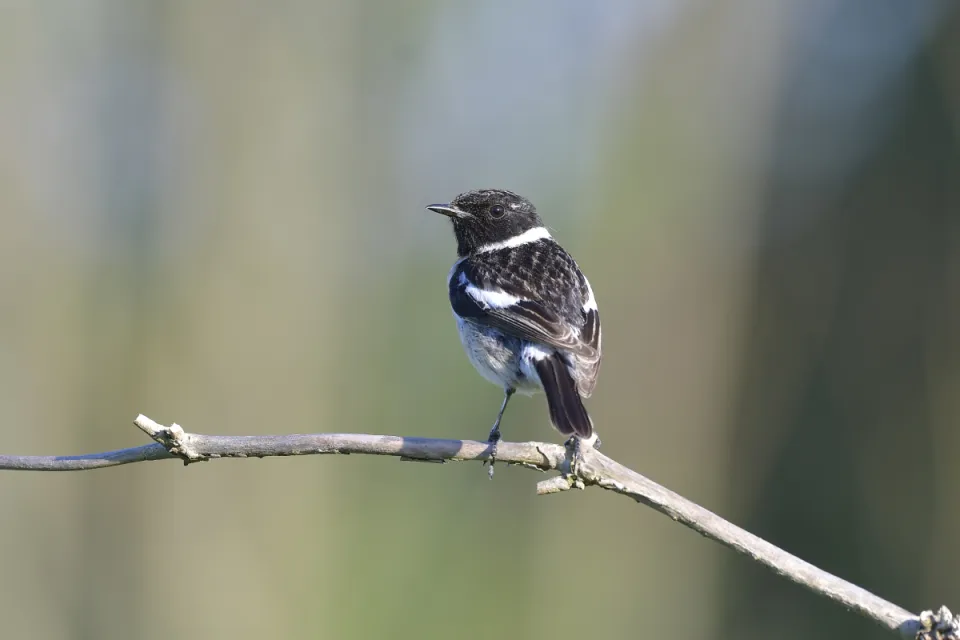 Saxicola rubicola