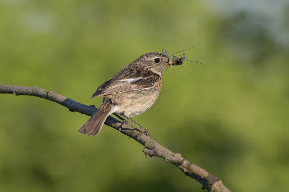 Saxicola rubicola
