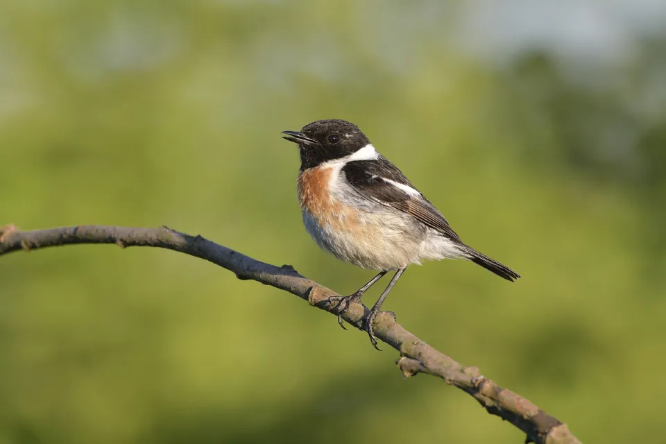 Saxicola rubicola