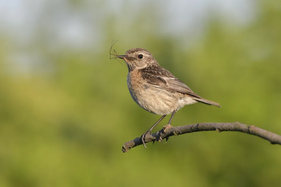 Saxicola rubicola