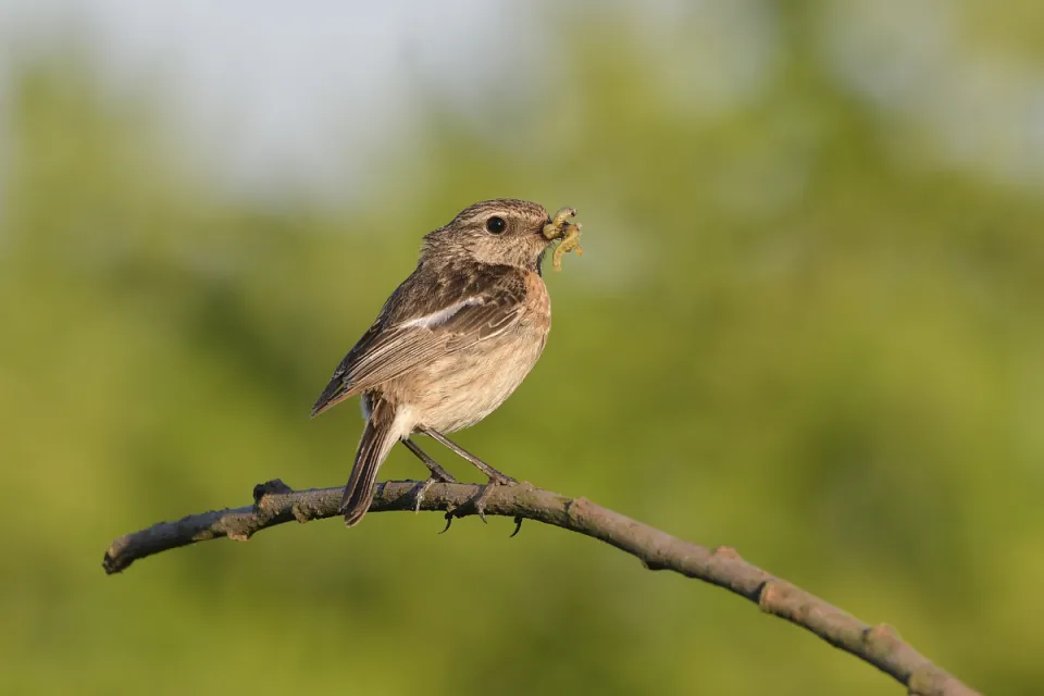 Saxicola rubicola