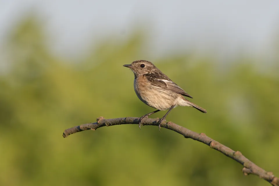 Saxicola rubicola