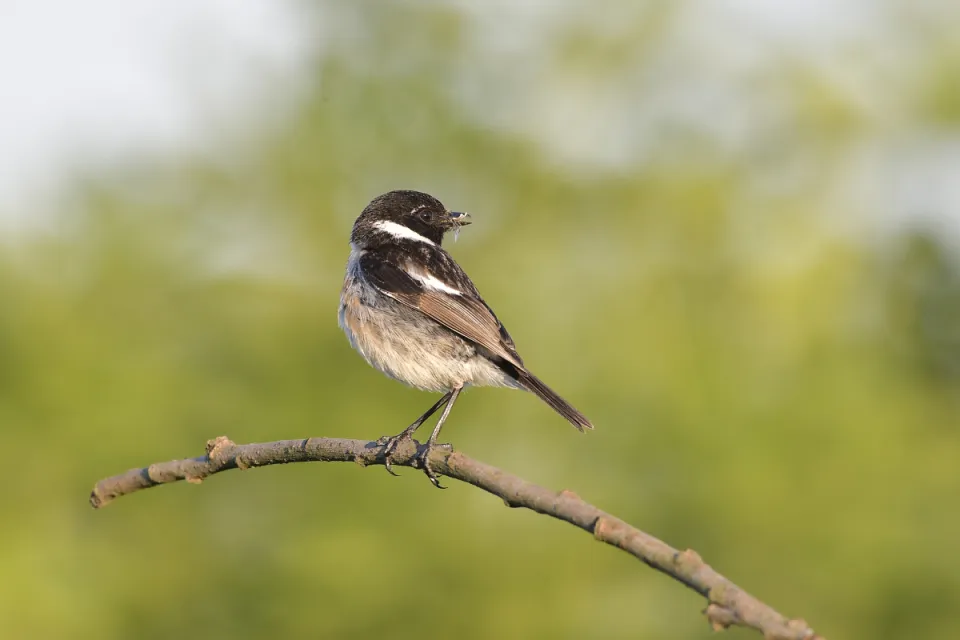 Saxicola rubicola