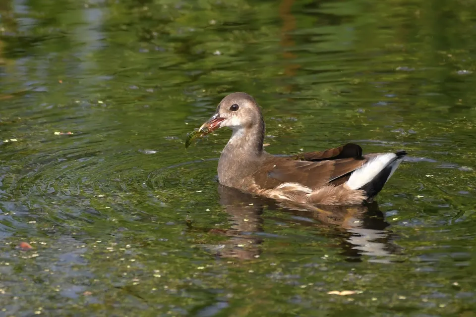Kokoszka