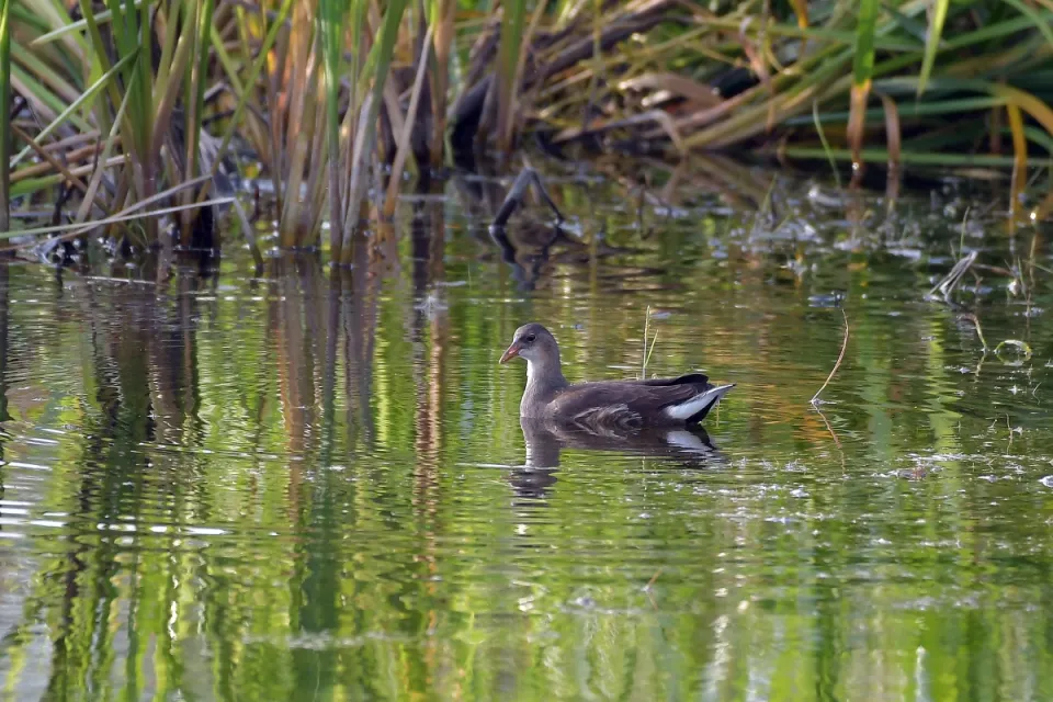 Gallinula chloropus