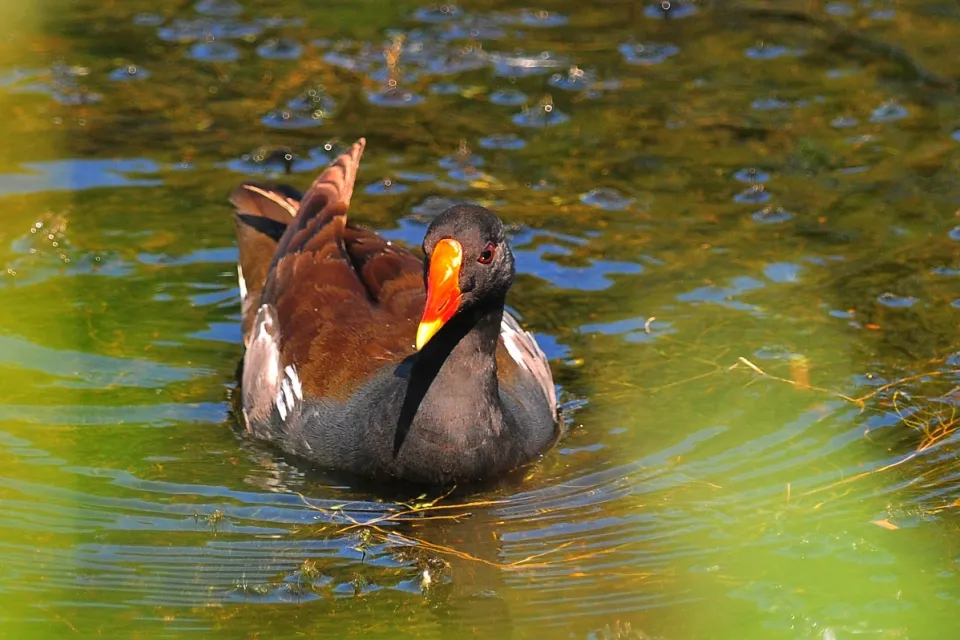 Gallinula chloropus