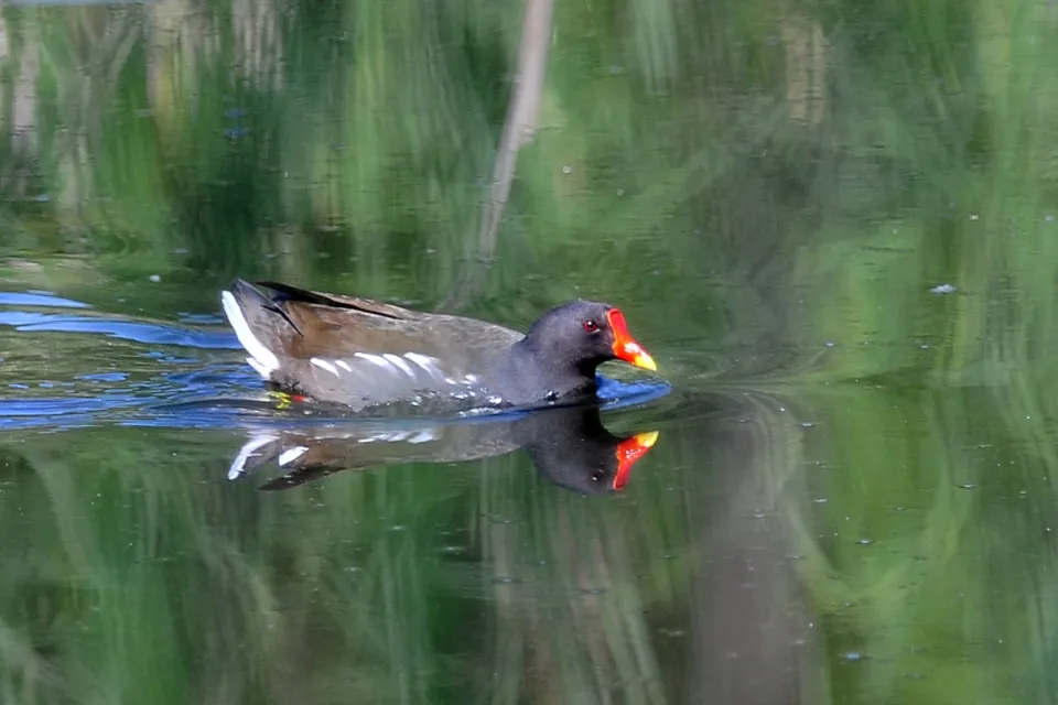 Gallinula chloropus