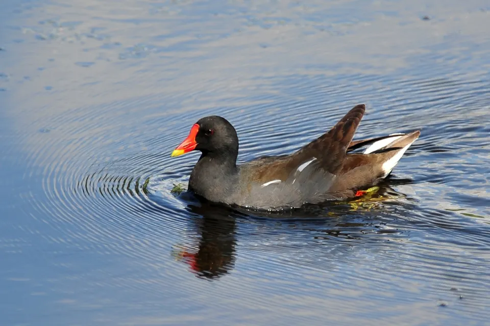 Gallinula chloropus
